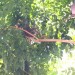 Un pigeon et son nid, dans le 2e arbre (Zaza)